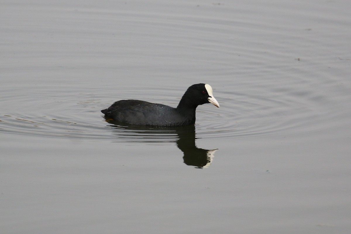 Eurasian Coot - ML143146341