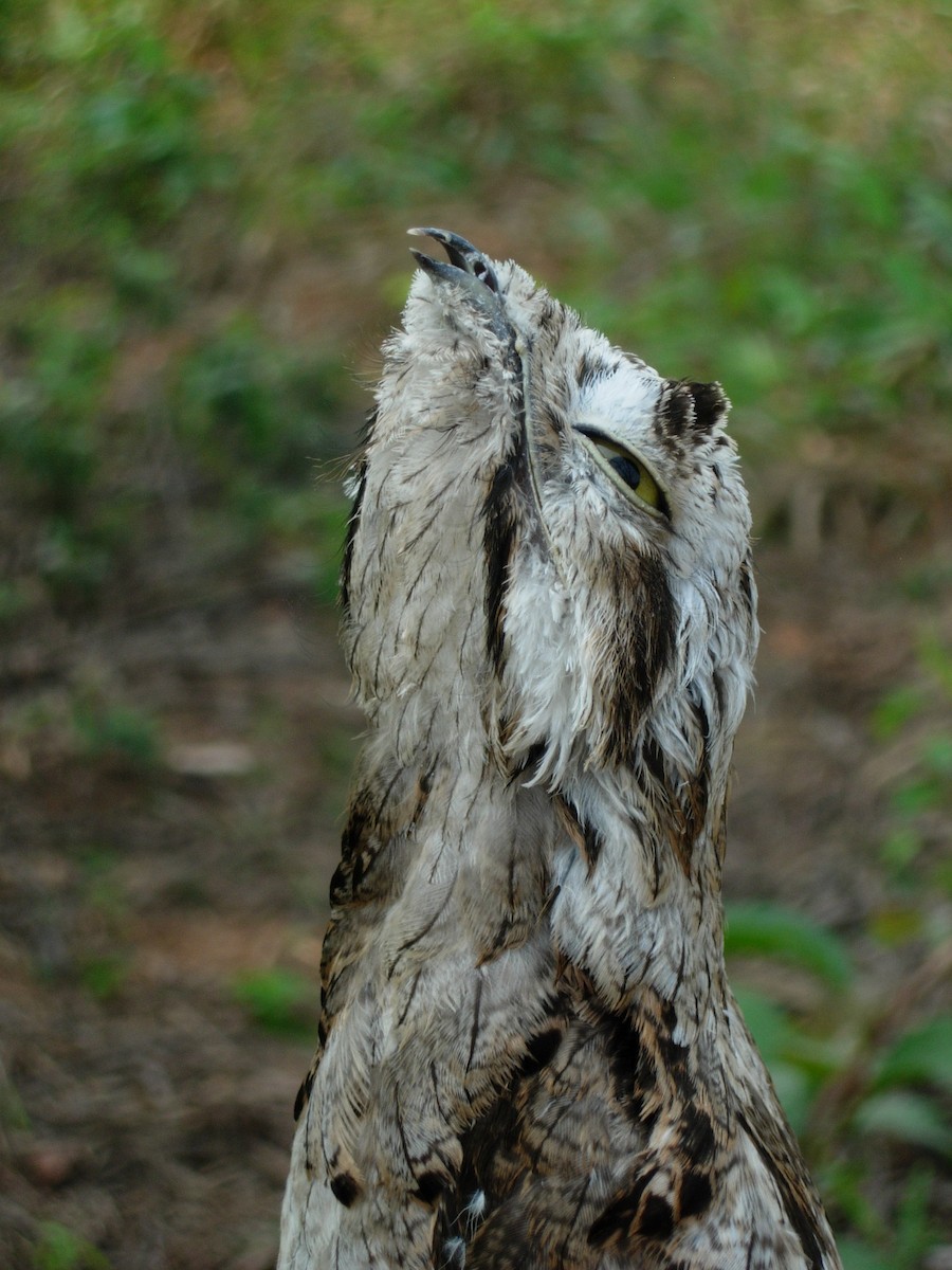 Common Potoo - ML143146631