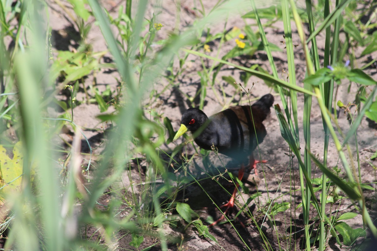 Black Crake - Manuel Schwarz