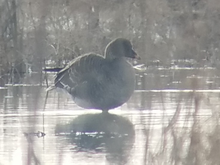 Tundra Bean-Goose - ML143147371