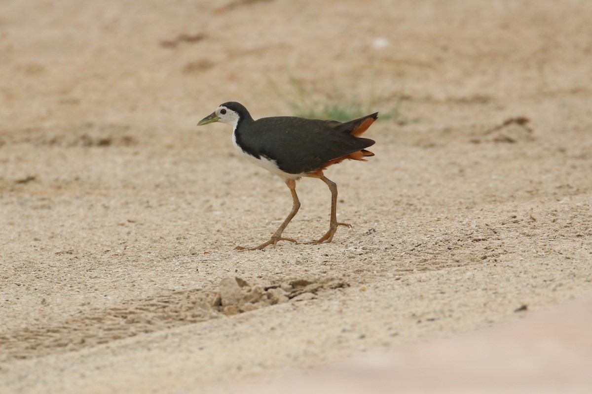 סופית לבנת-חזה - ML143147481