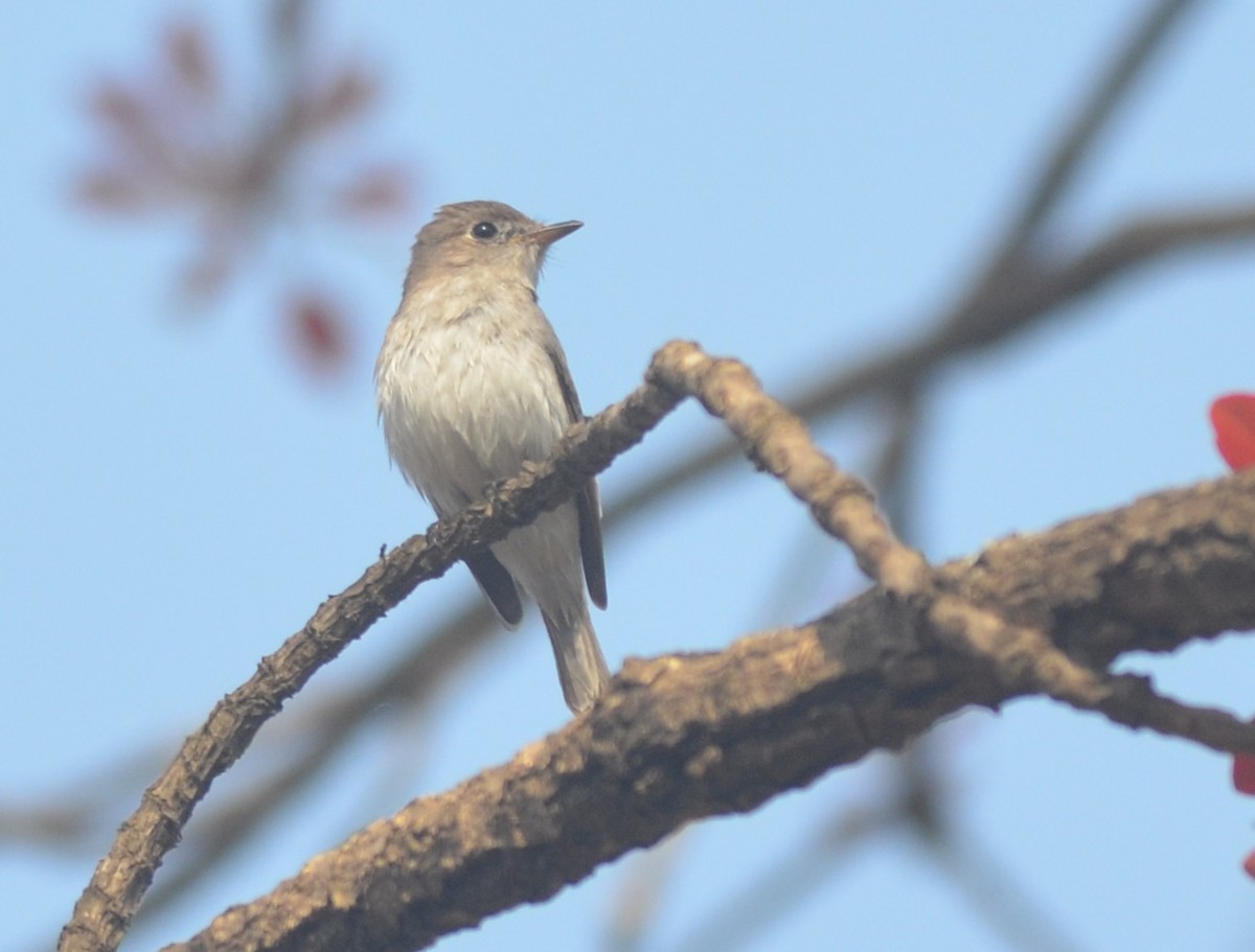 Asian Brown Flycatcher - ML143147891