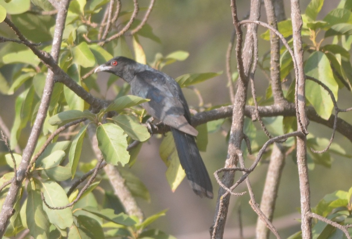 Asian Koel - ML143147981