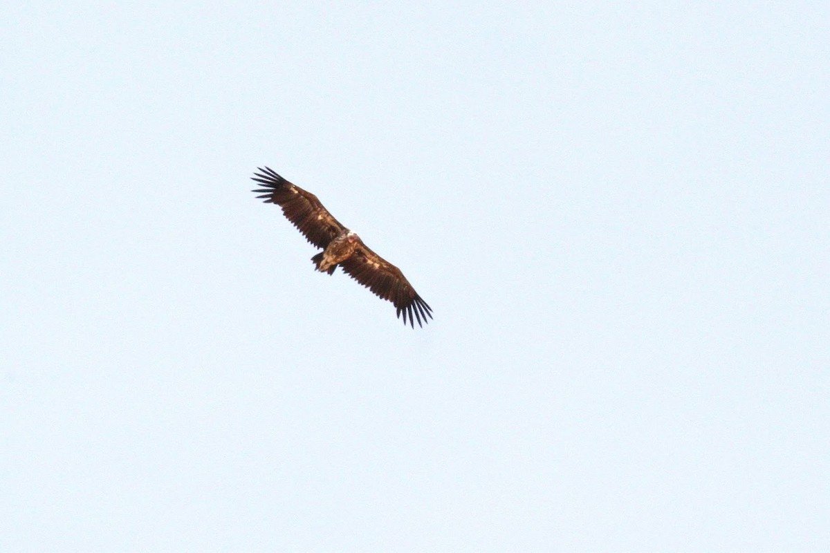 Lappet-faced Vulture - Frédéric Bacuez