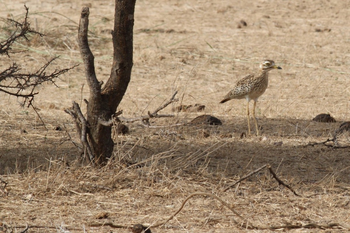 Spotted Thick-knee - Frédéric Bacuez