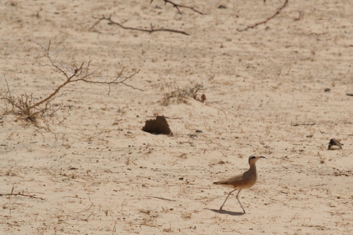 Cream-colored Courser - ML143148231