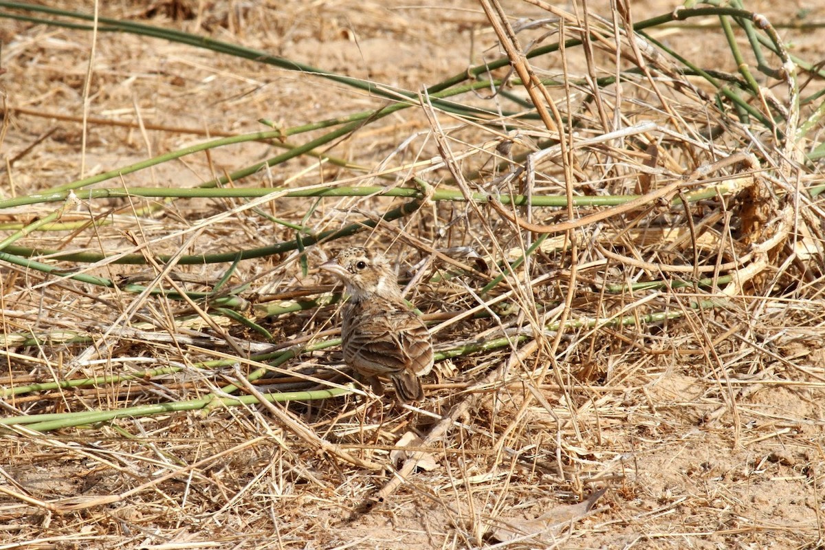 Singing Bushlark (Singing) - Frédéric Bacuez