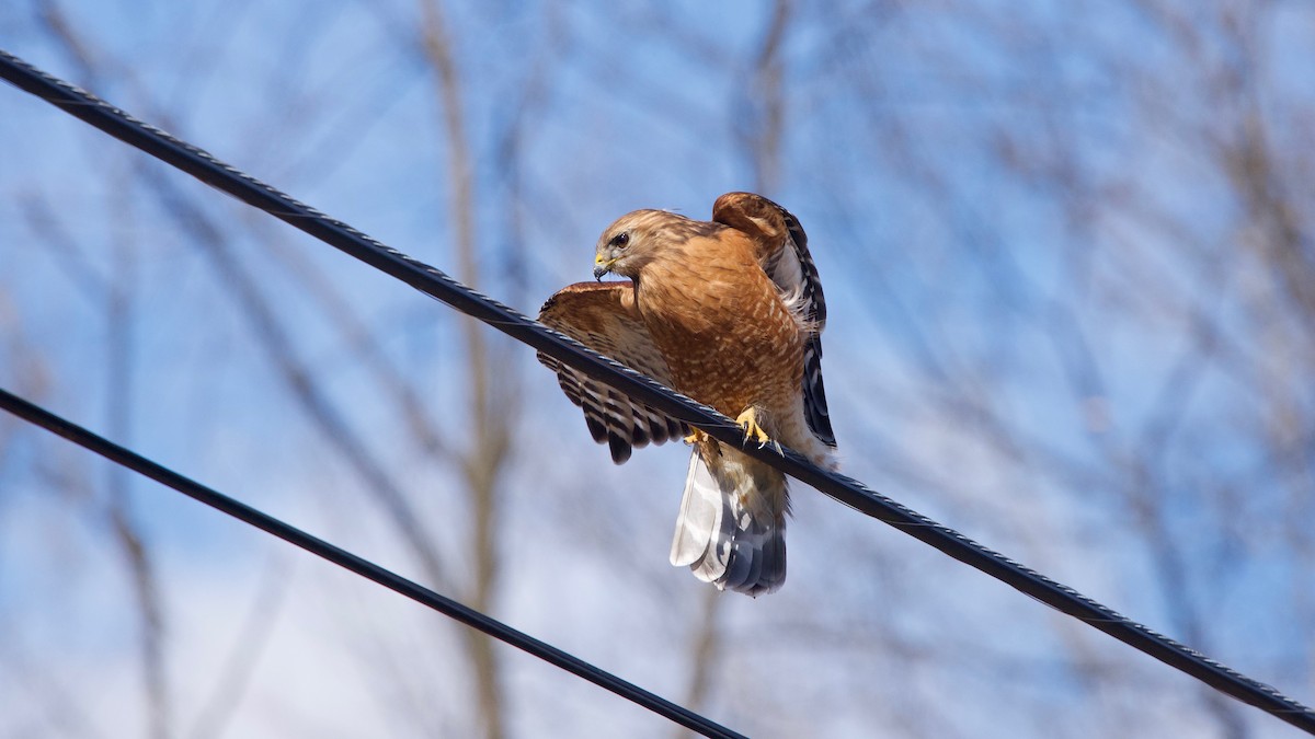 Red-shouldered Hawk - ML143148891