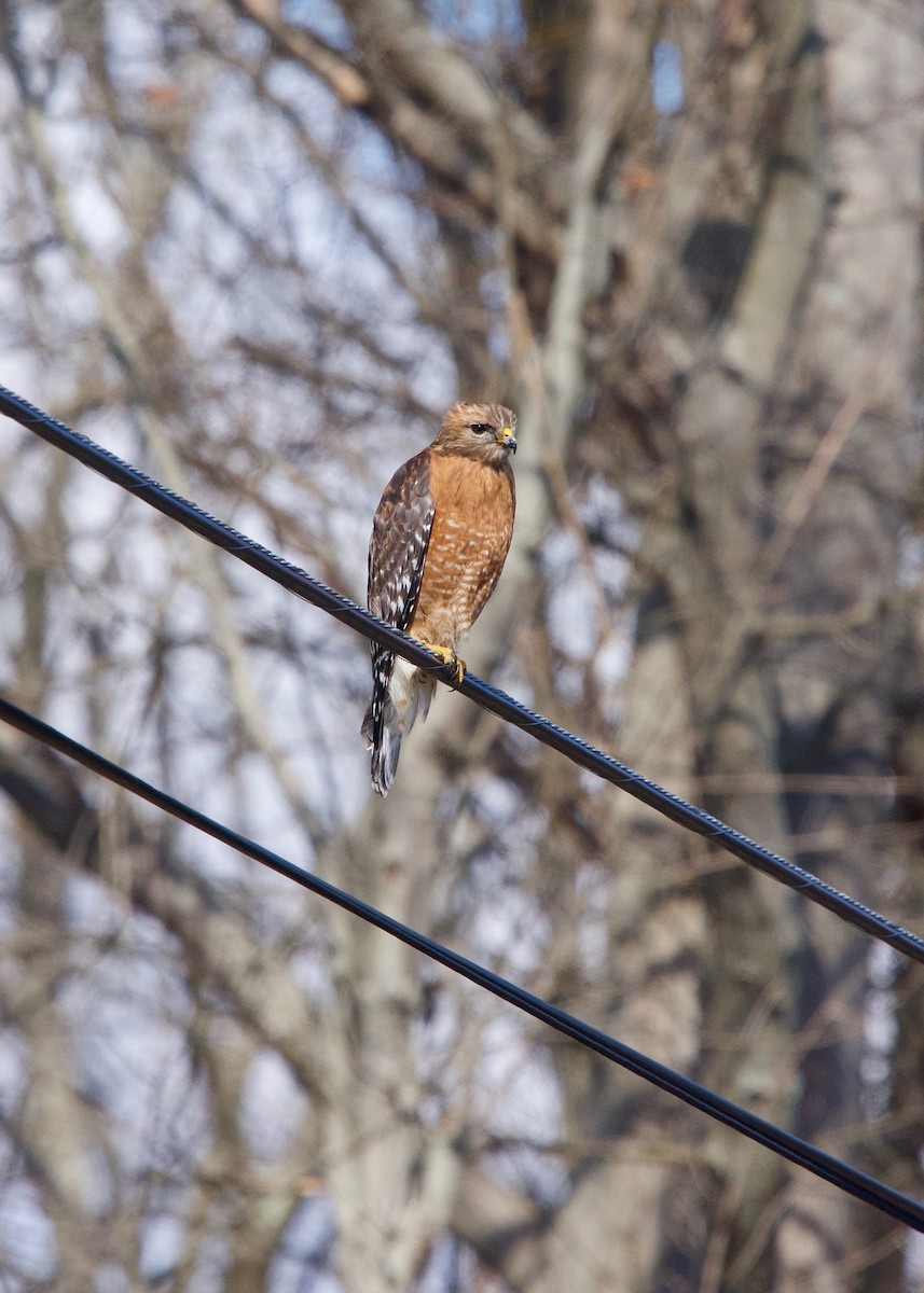 Red-shouldered Hawk - ML143148901