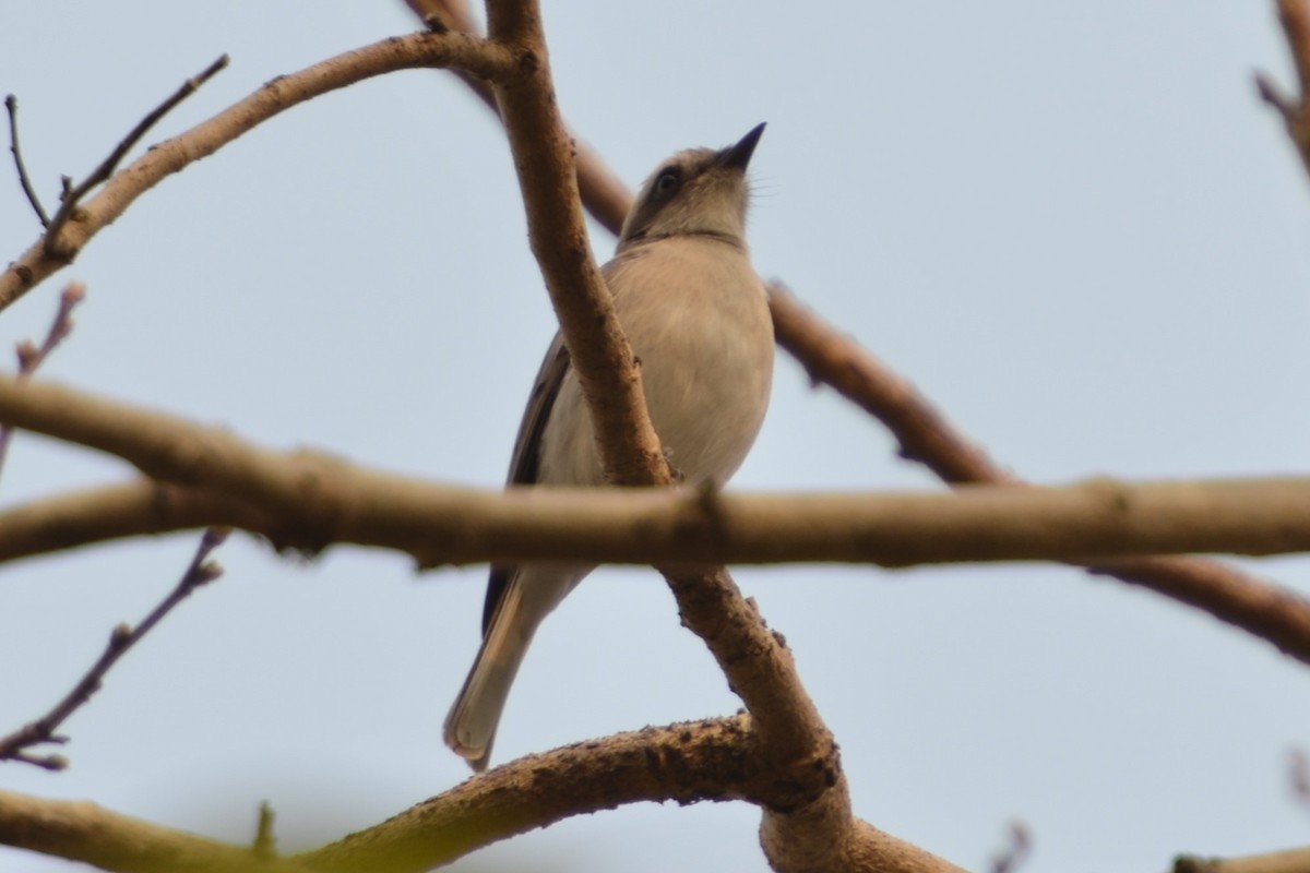 Bar-winged Flycatcher-shrike - ML143149531