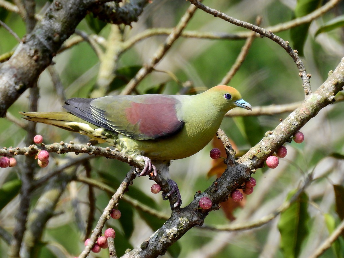 Whistling Green-Pigeon (Taiwan) - Frederic  Liu