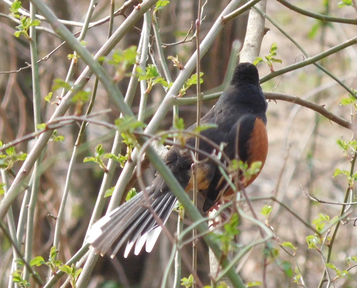 Eastern Towhee - ML143151631