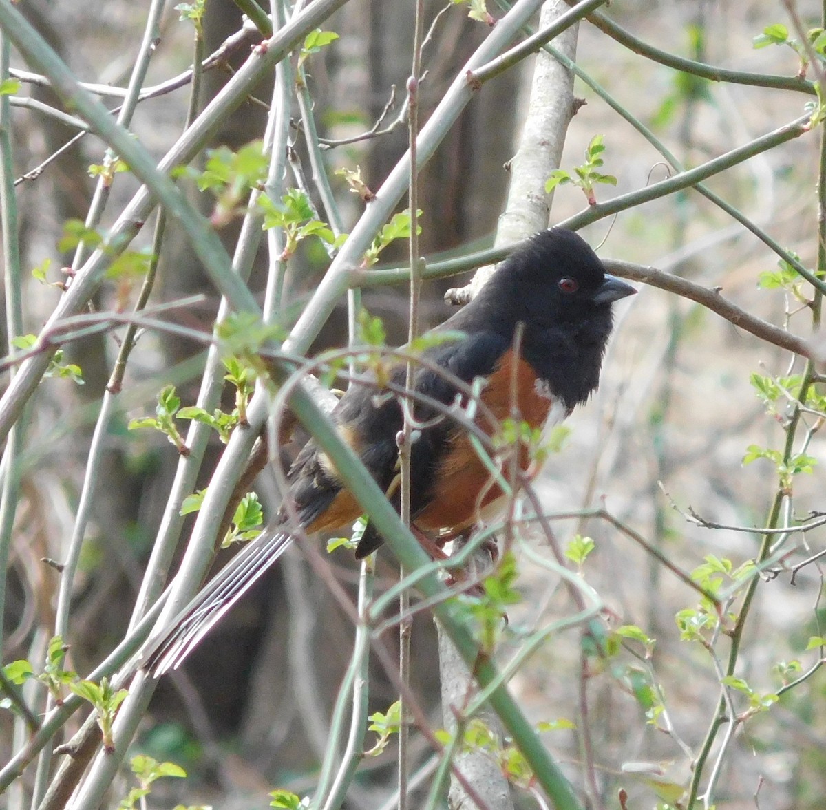 Eastern Towhee - ML143151651