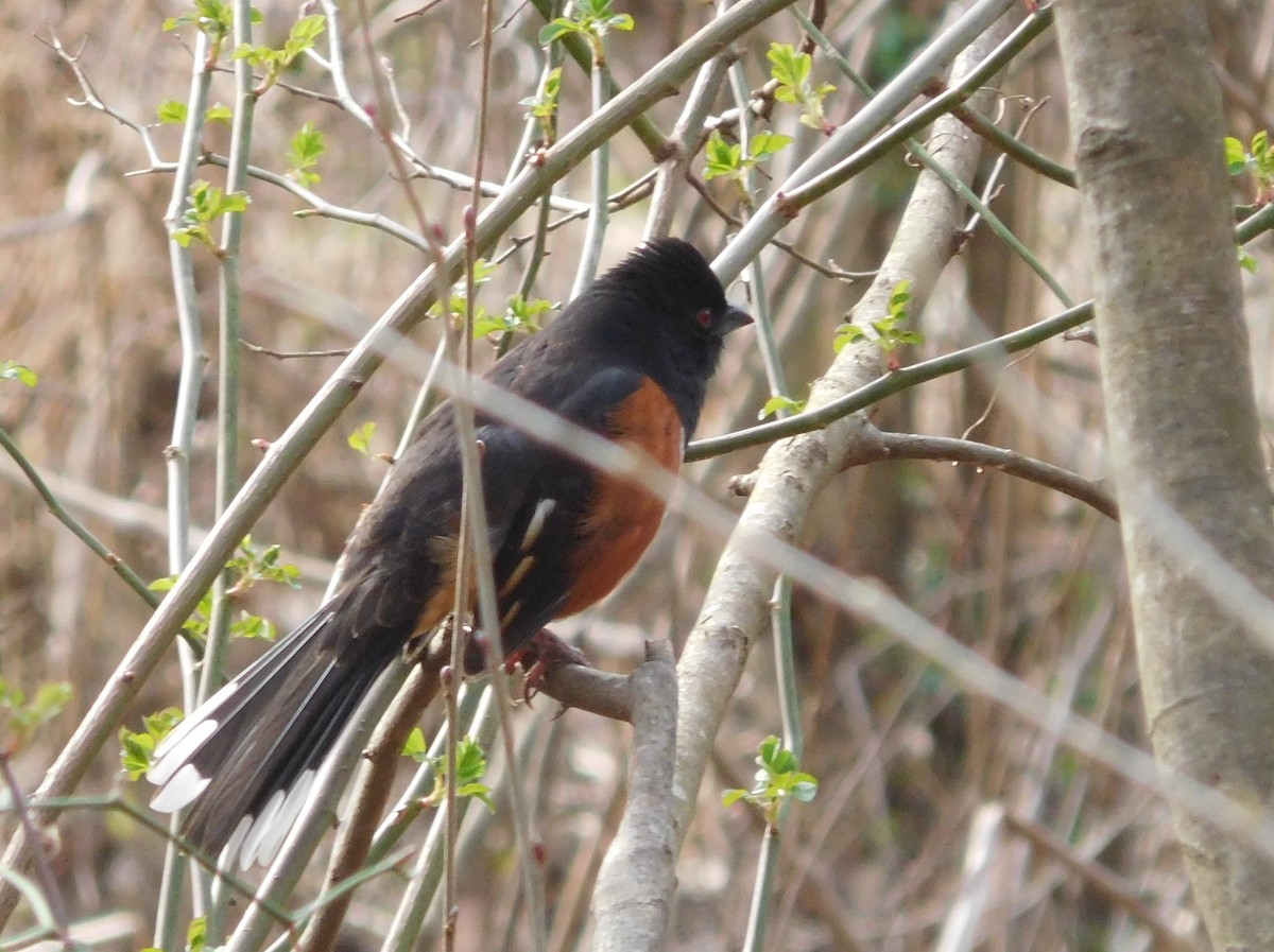 Eastern Towhee - ML143151661