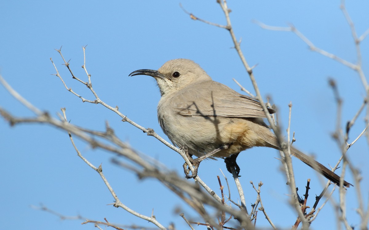 LeConte's Thrasher - Luke Seitz