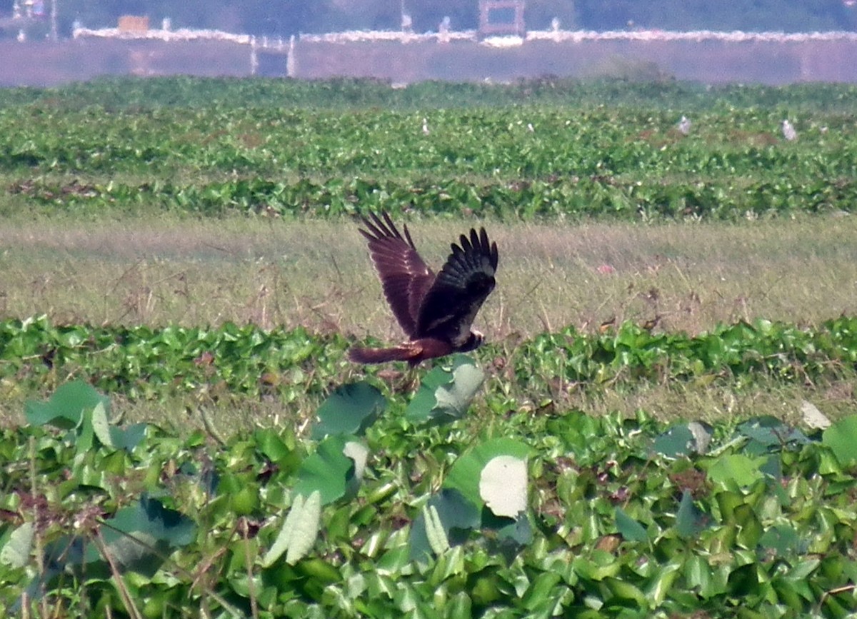 Aguilucho Lagunero Oriental - ML143153861