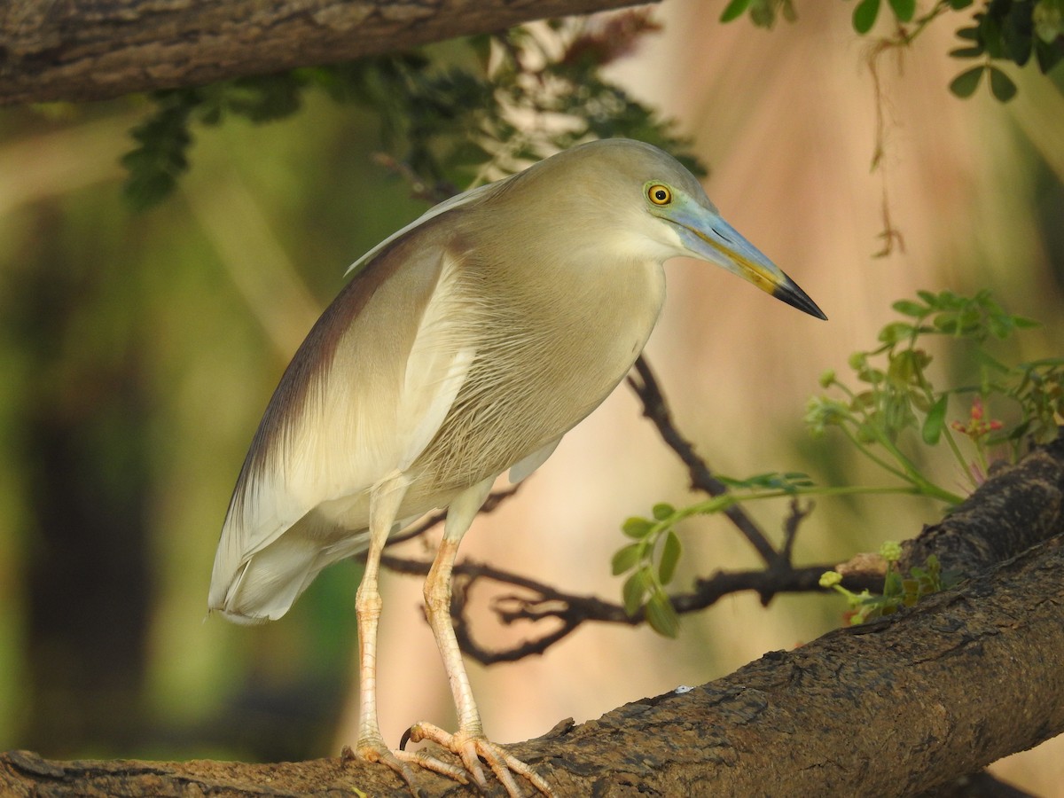 Indian Pond-Heron - Afsar Nayakkan