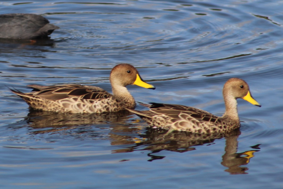 Yellow-billed Pintail - ML143157211