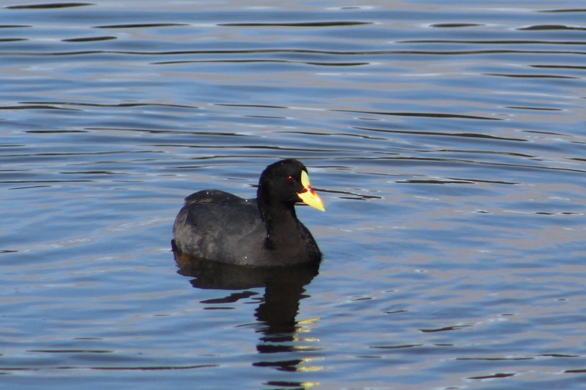 Red-gartered Coot - ML143157241