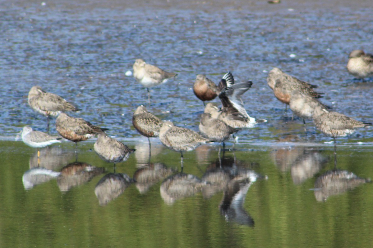 Hudsonian Godwit - ML143157271