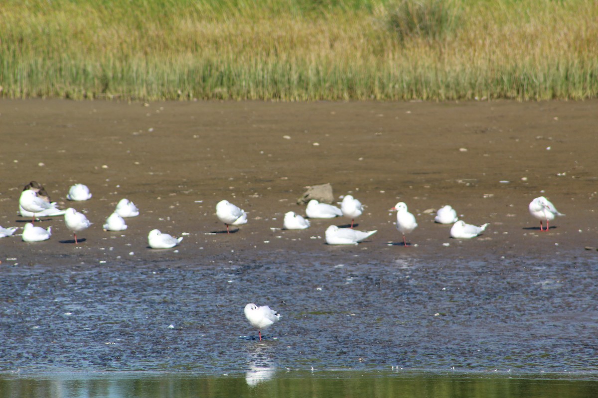 Brown-hooded Gull - ML143157371