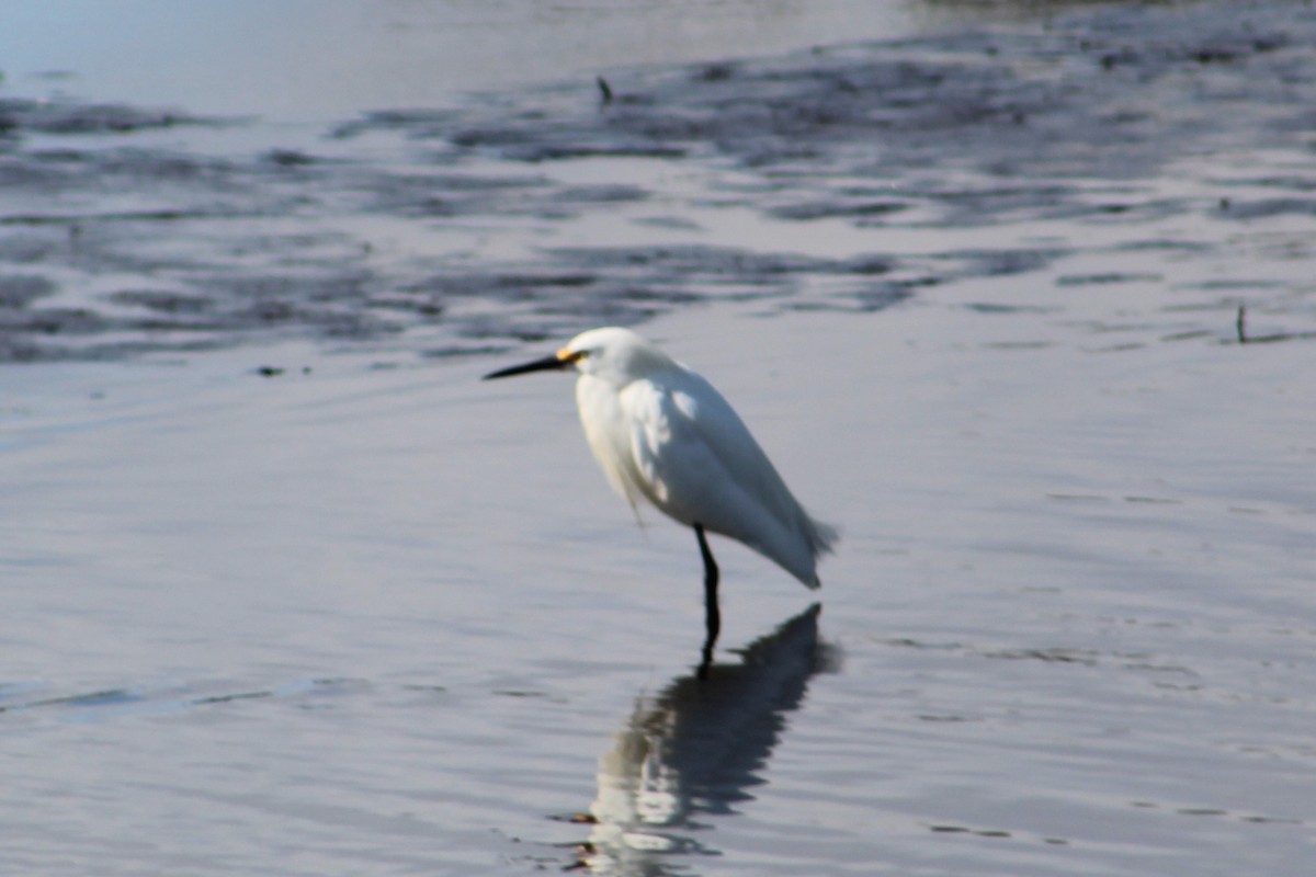 Snowy Egret - ML143157441