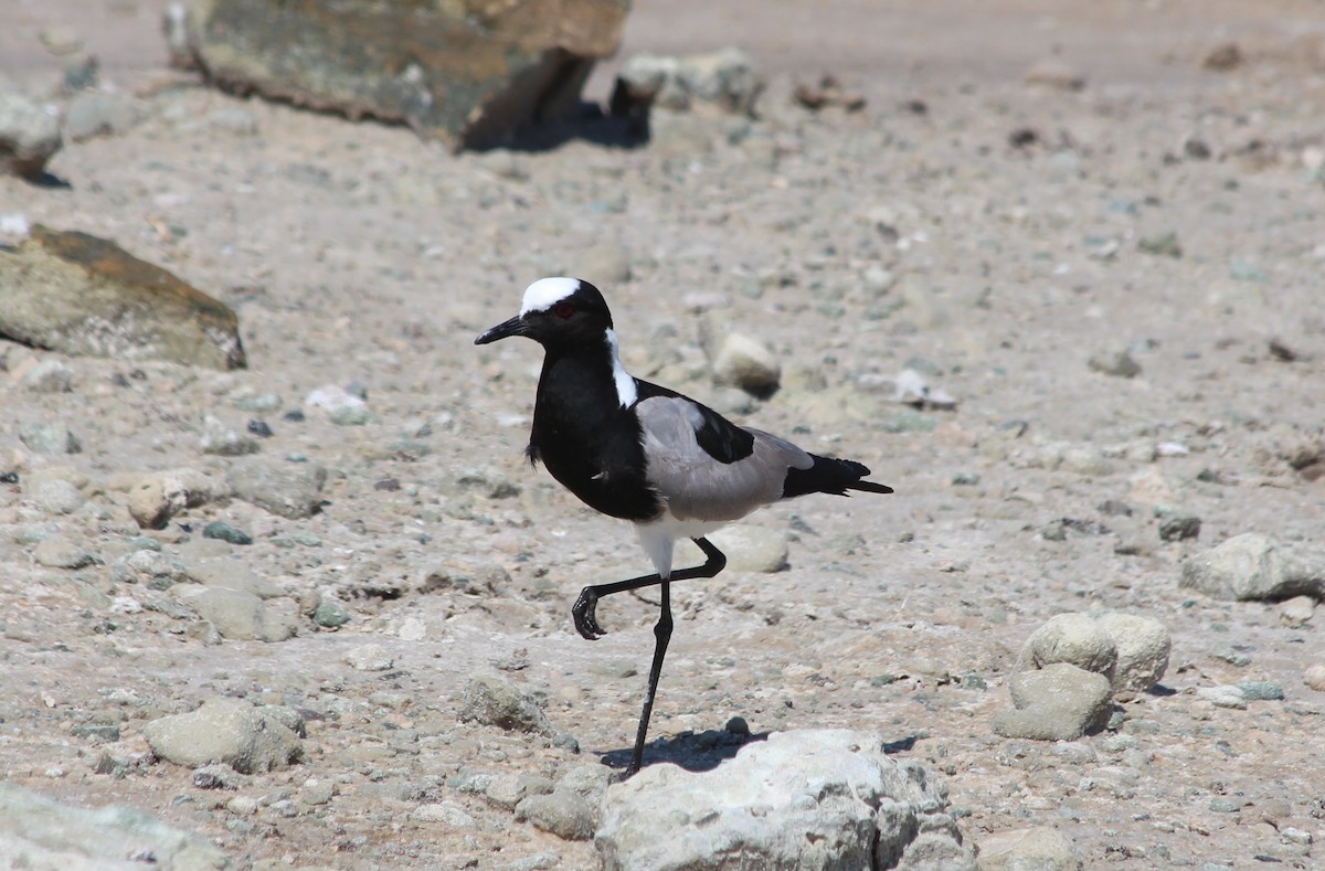 Blacksmith Lapwing - ML143157541