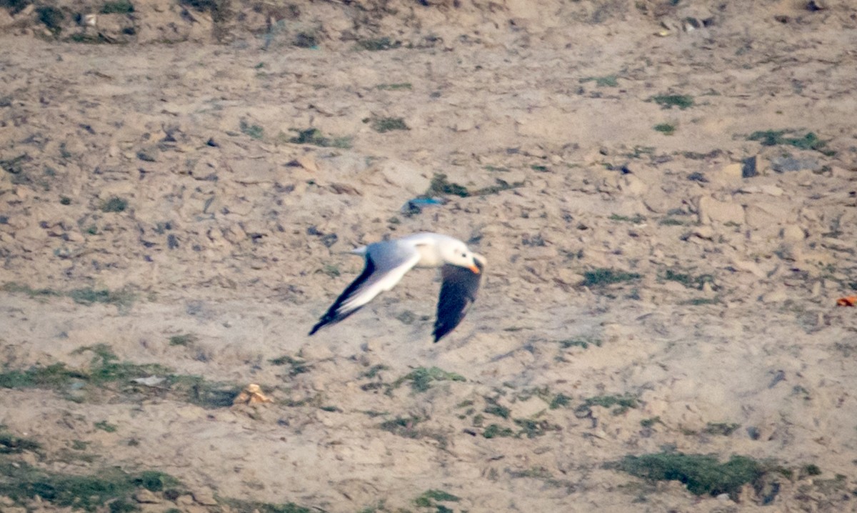 Black-headed Gull - ML143158251