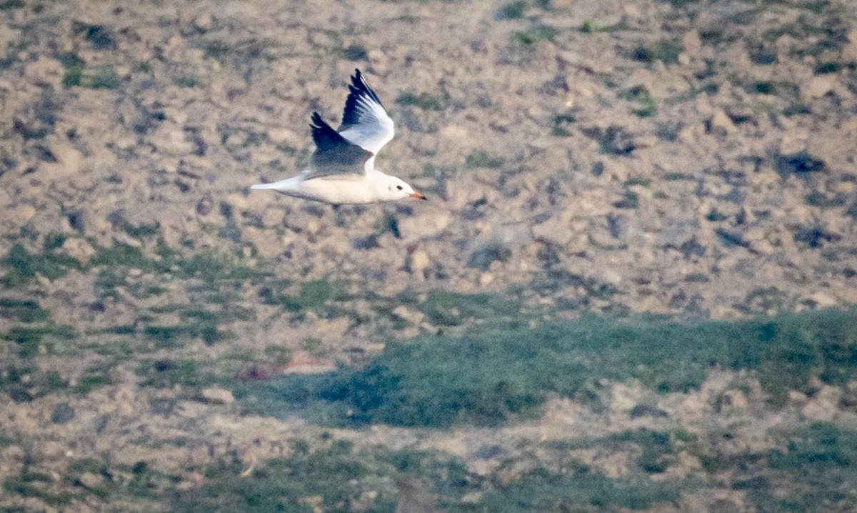 Black-headed Gull - ML143158261