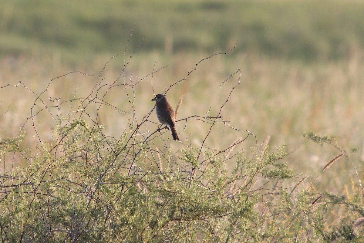 Red-backed Shrike - ML143158441