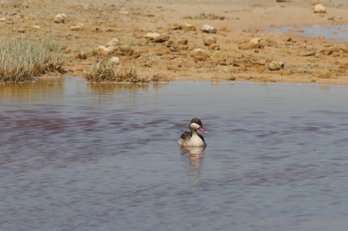 Red-billed Duck - ML143158561