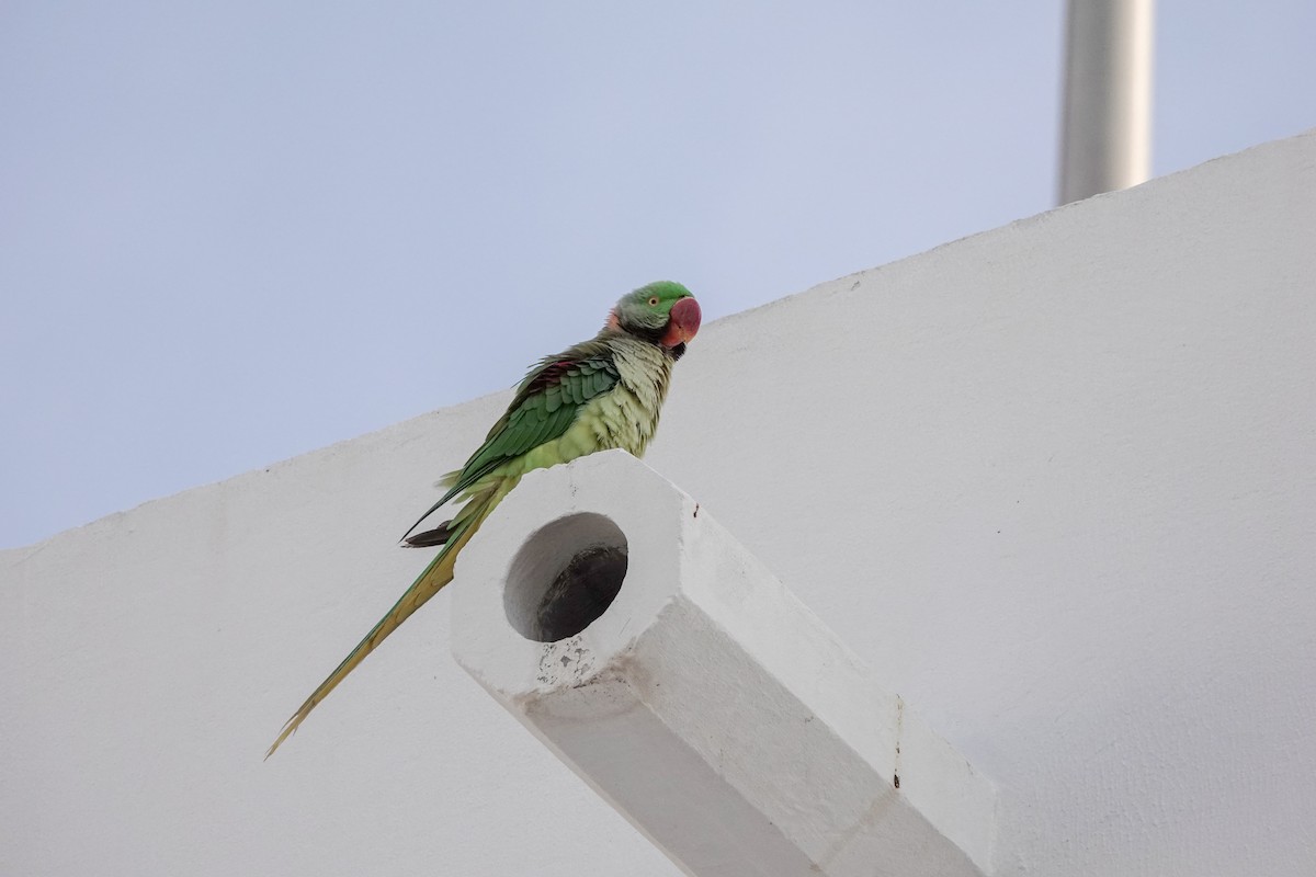 Александрийский попугай - ML143159111