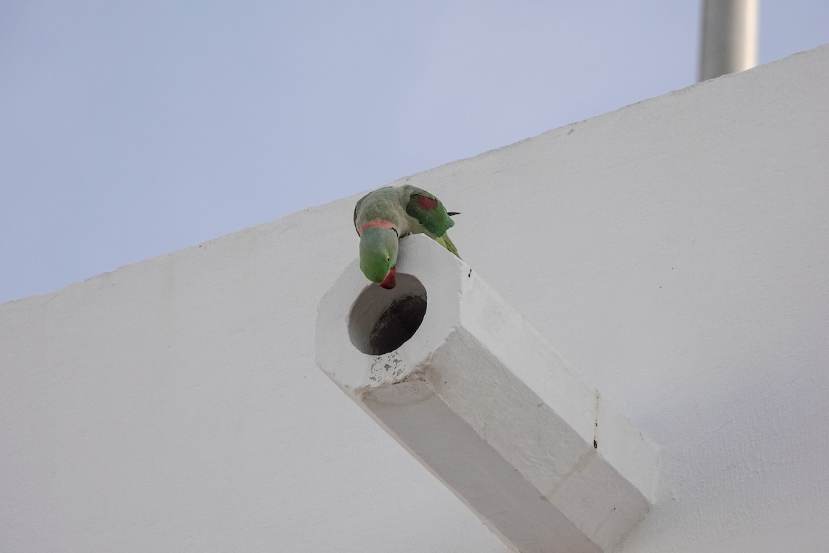 Александрийский попугай - ML143159151