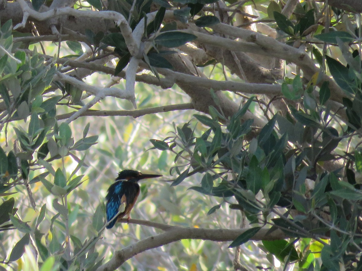 Common Kingfisher - ML143160641