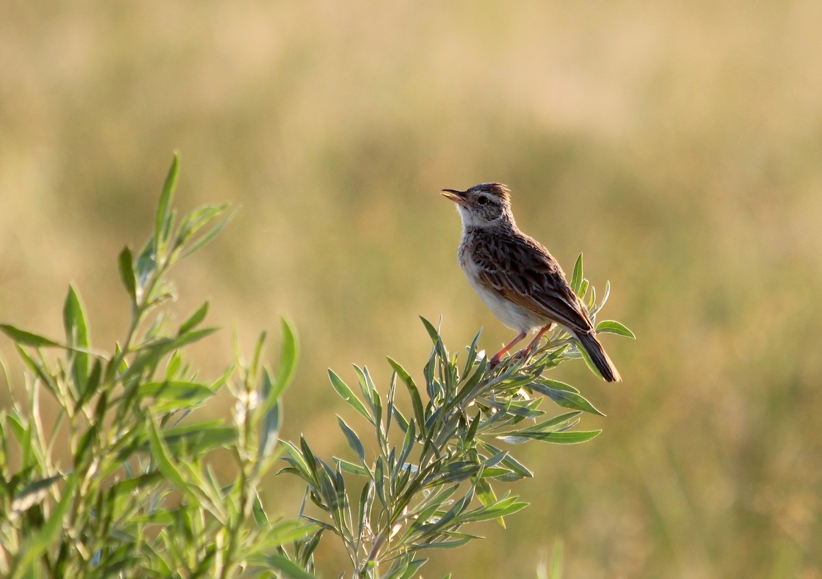 Rufous-naped Lark - ML143160721