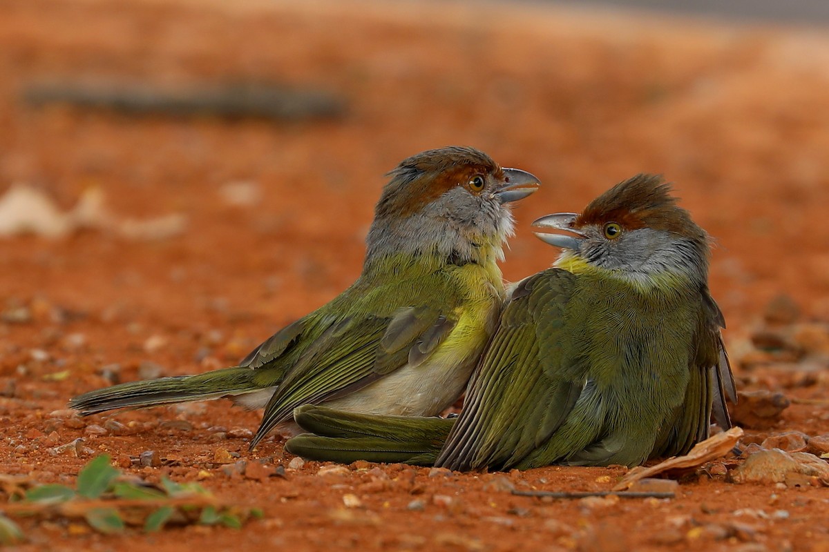 Rufous-browed Peppershrike - Peter Kyne