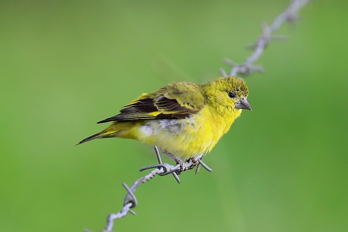 Yellow-faced Siskin - ML143162371