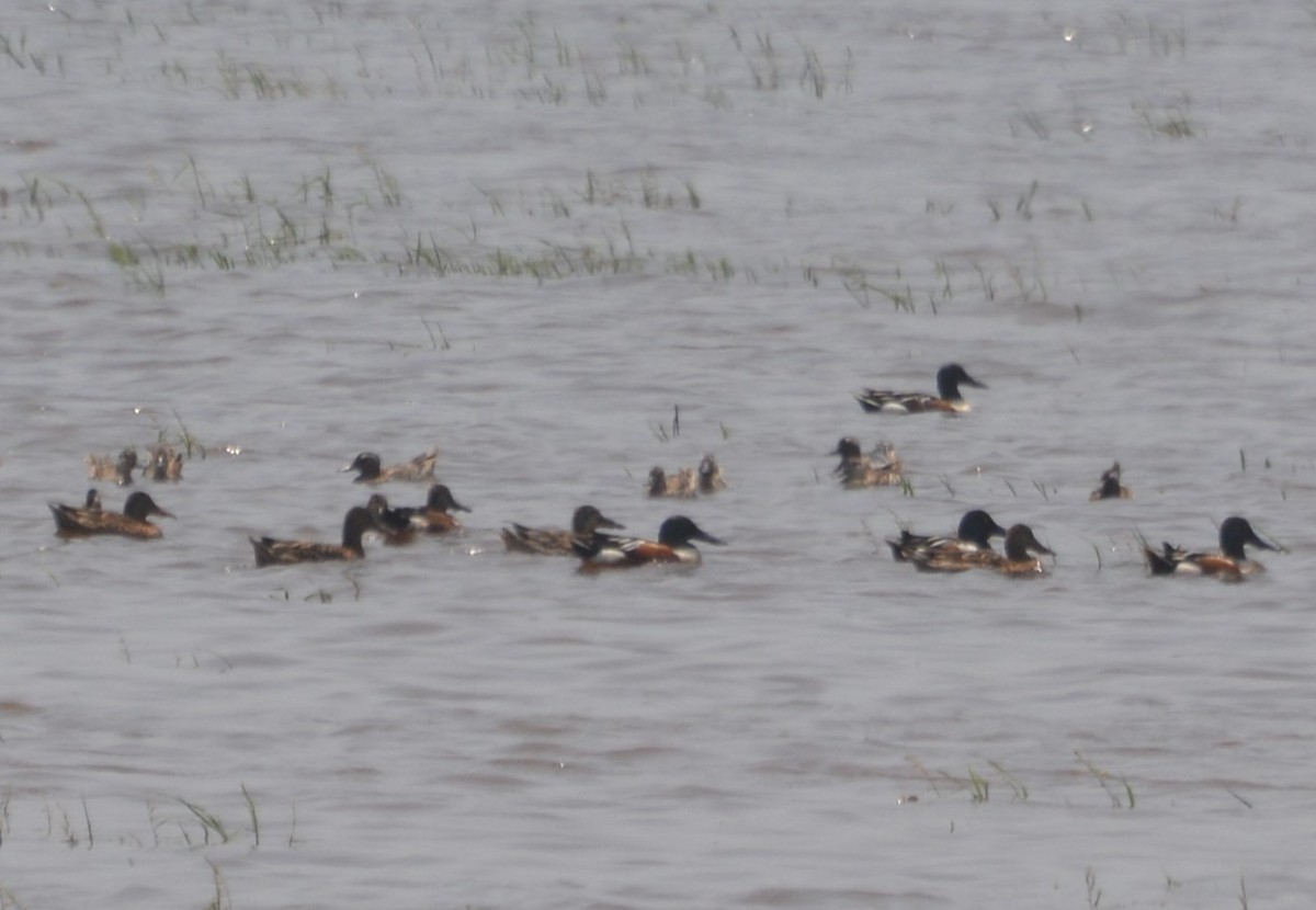 Northern Shoveler - ML143162511