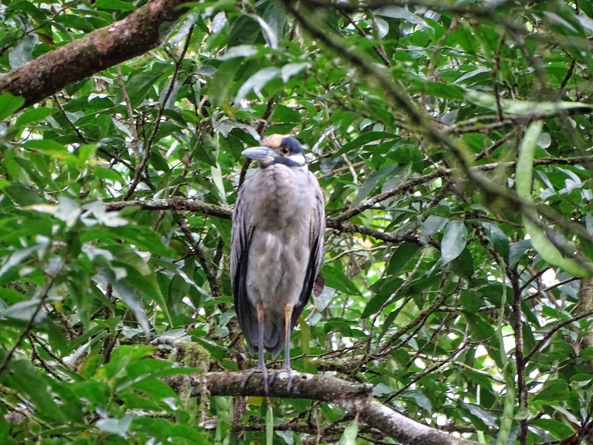 Yellow-crowned Night Heron - ML143162981