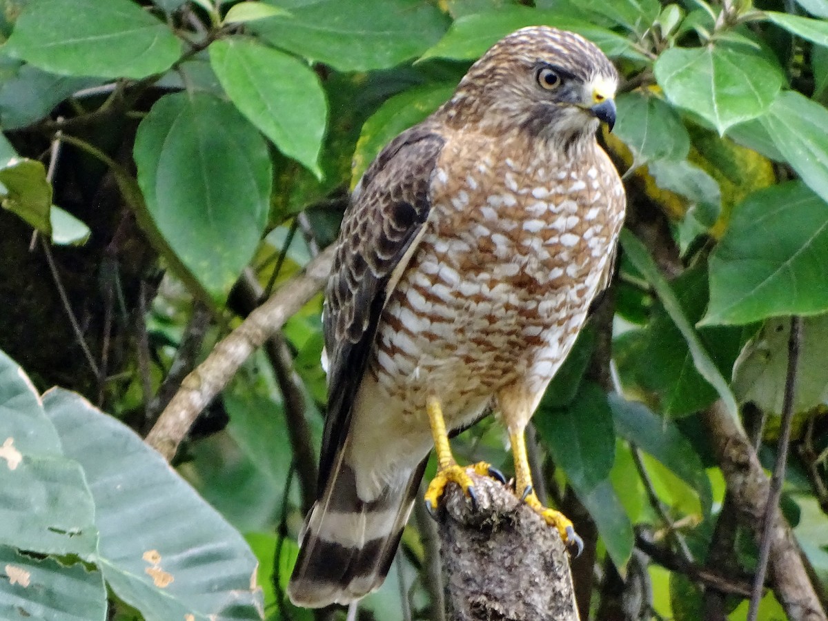 Broad-winged Hawk - ML143164051