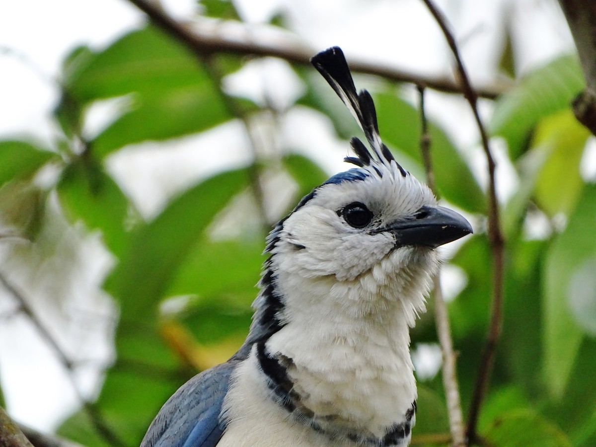 White-throated Magpie-Jay - ML143164251