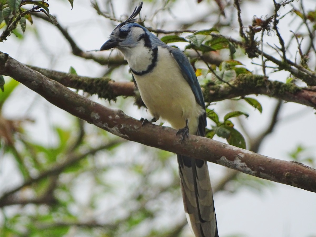 White-throated Magpie-Jay - ML143164261