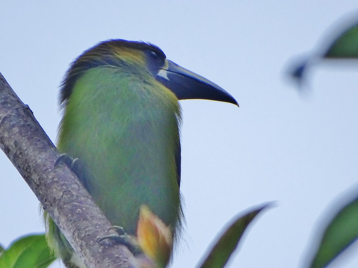 Northern Emerald-Toucanet - ML143164451