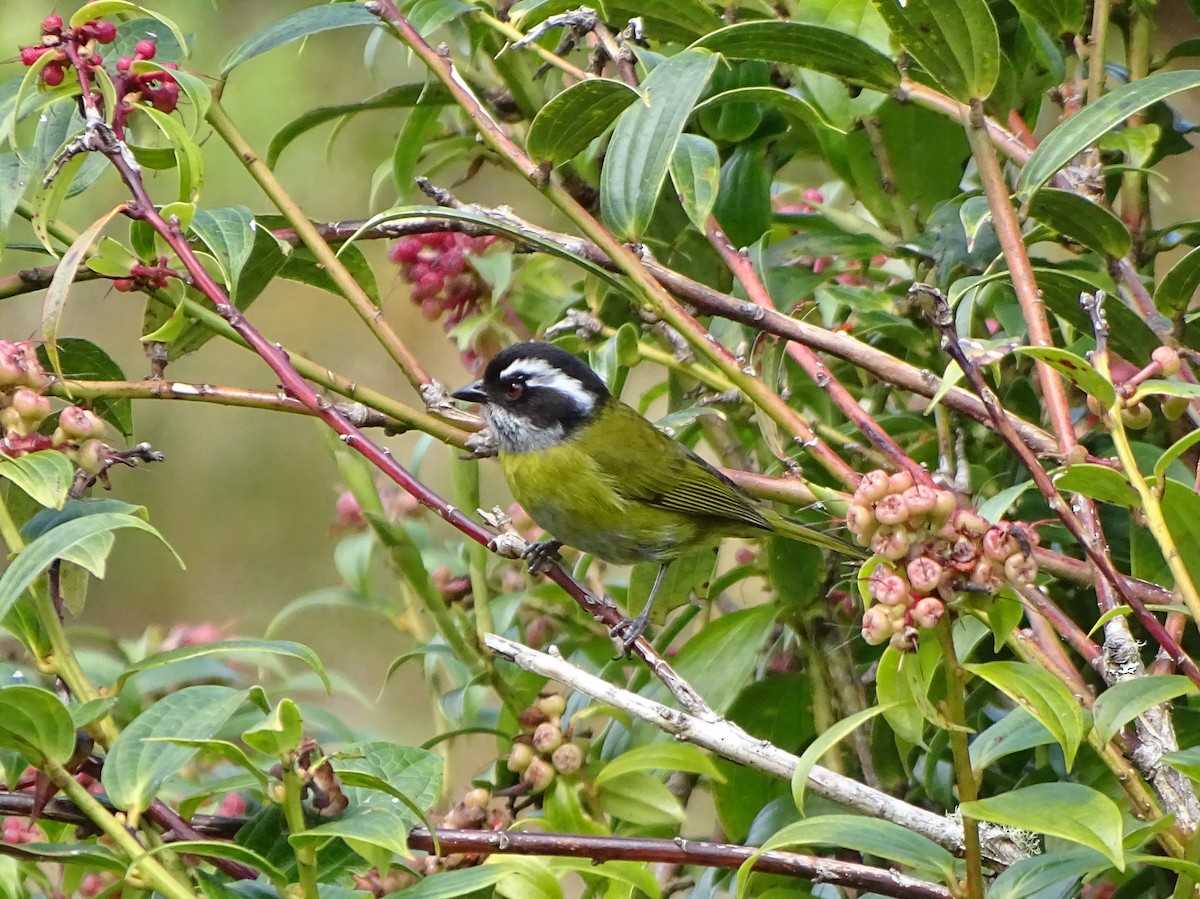 Sooty-capped Chlorospingus - ML143165361