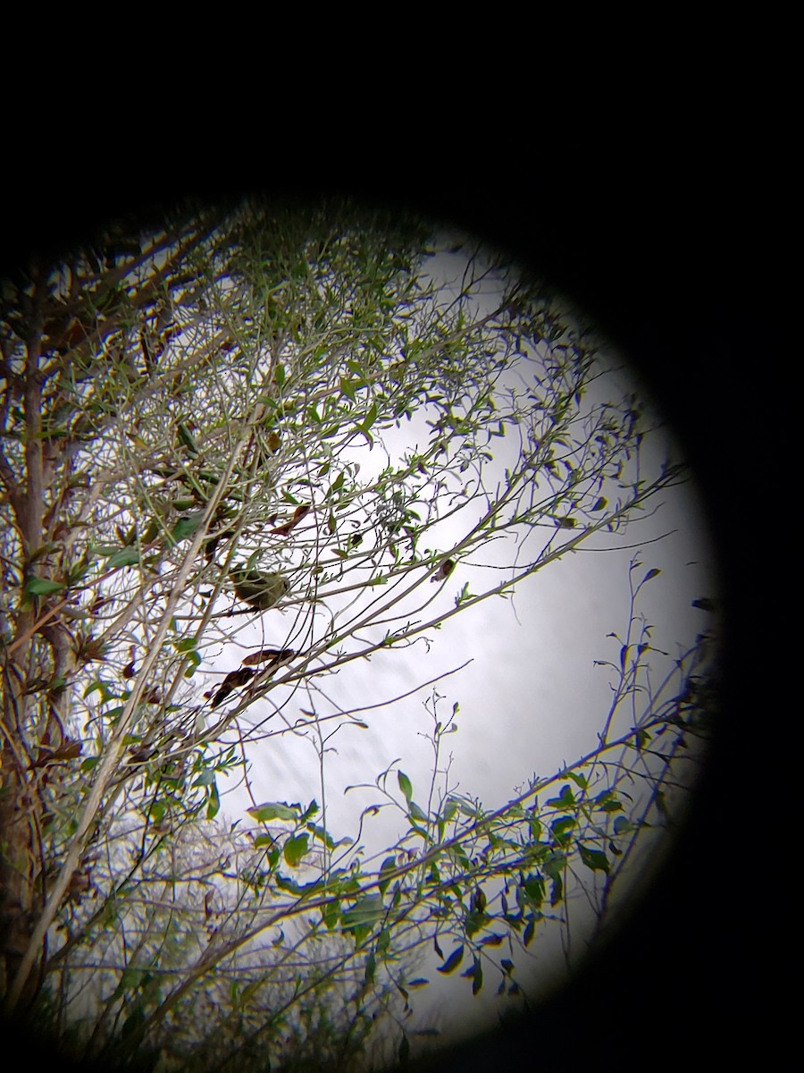 Orange-crowned Warbler - ML143166121