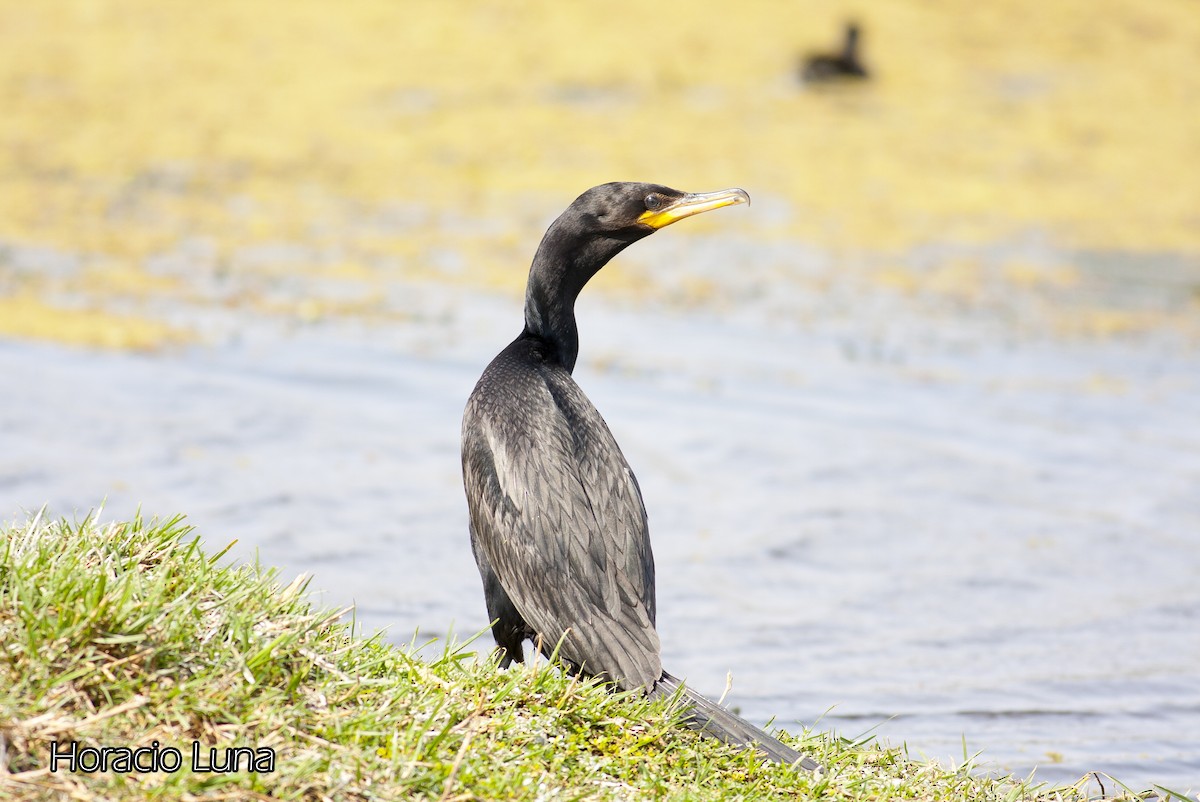 Neotropic Cormorant - ML143166651