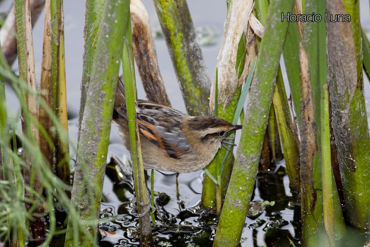 Wren-like Rushbird - ML143166841