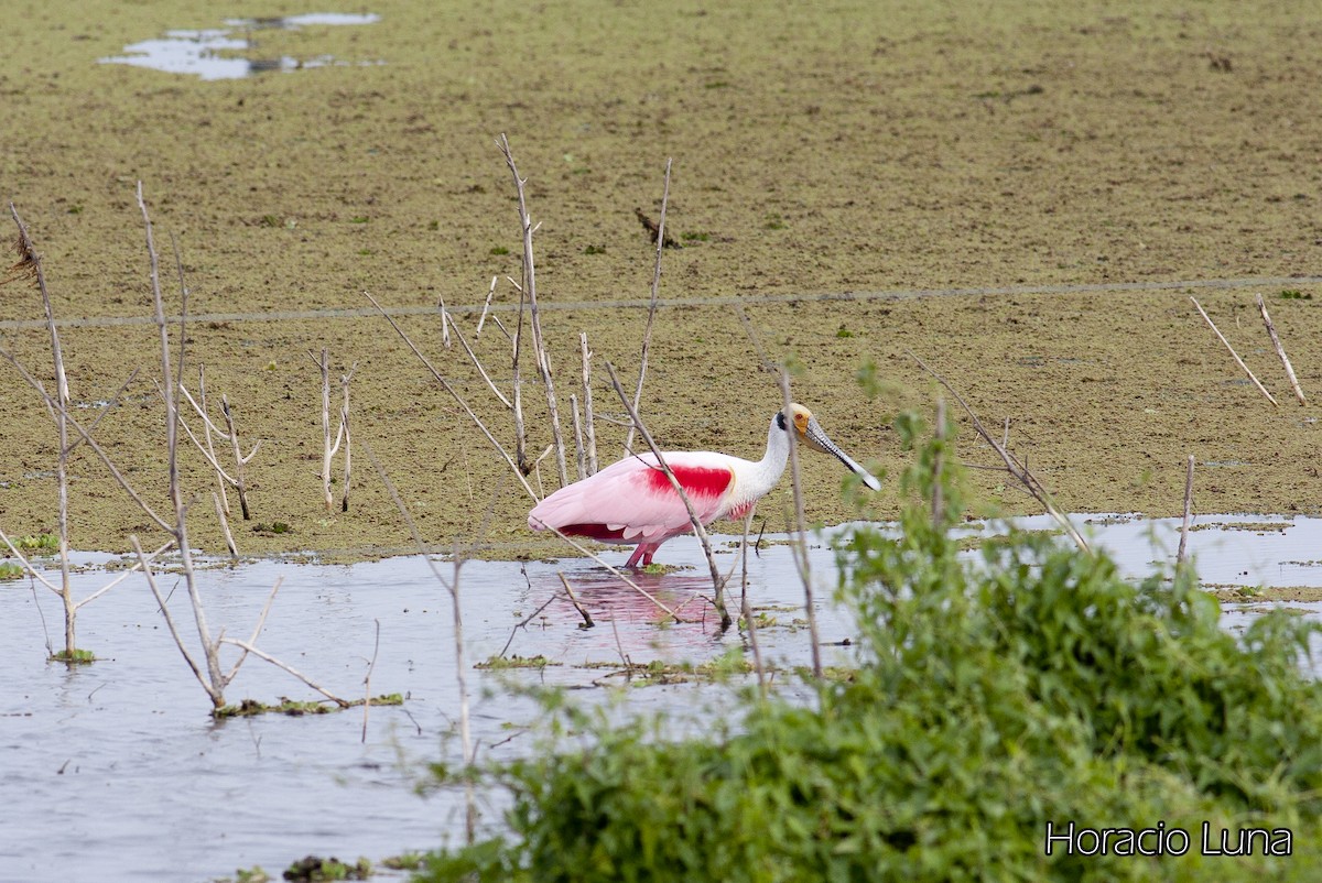 Roseate Spoonbill - ML143166851