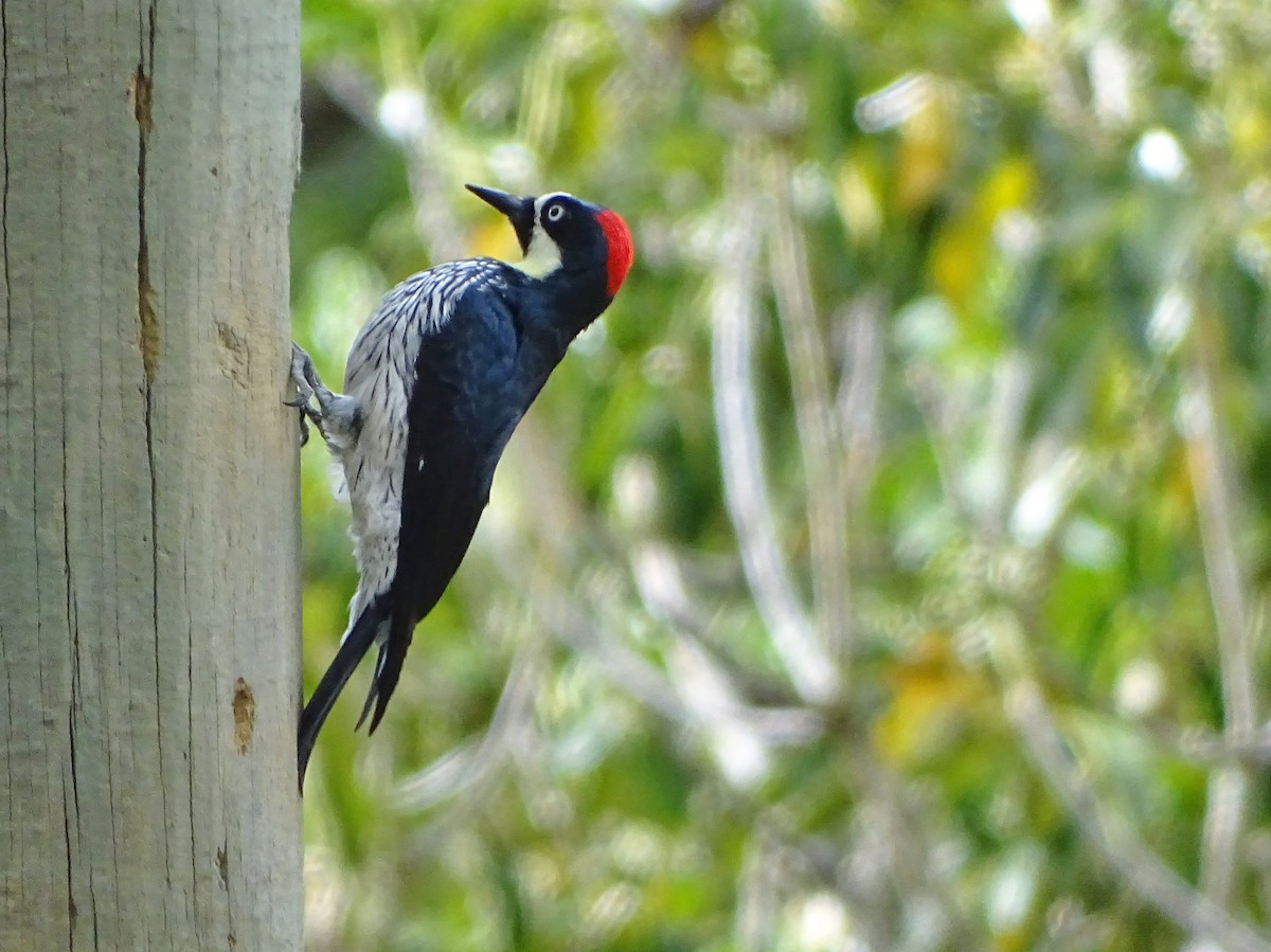 Acorn Woodpecker - ML143167101