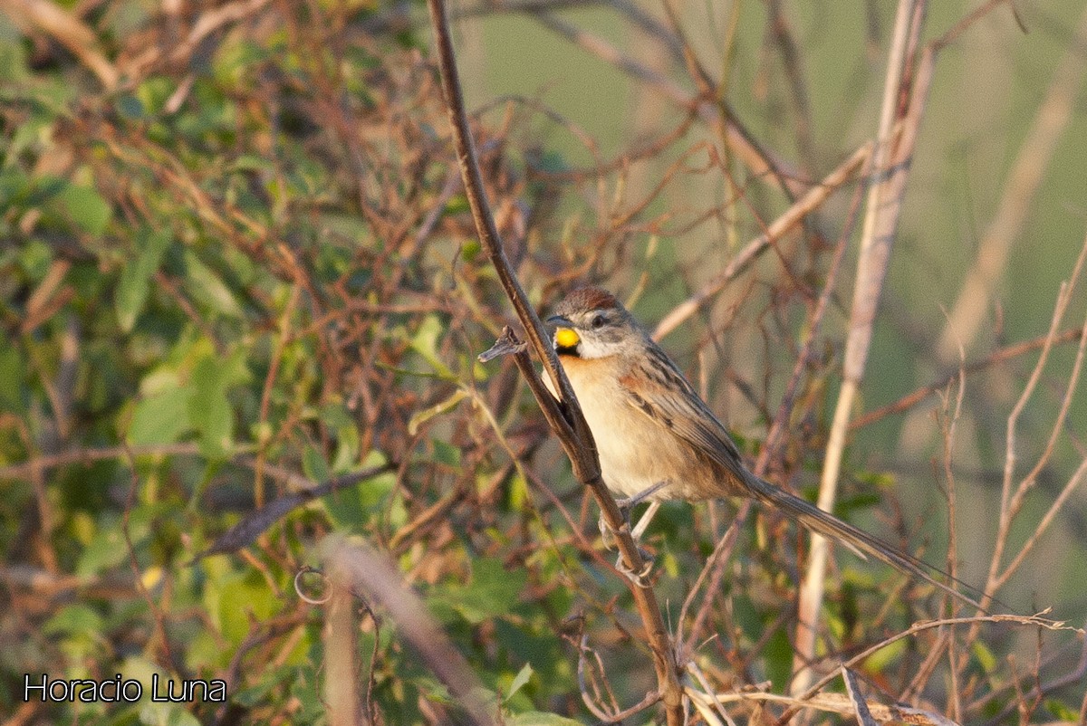 Chotoy Spinetail - ML143167261